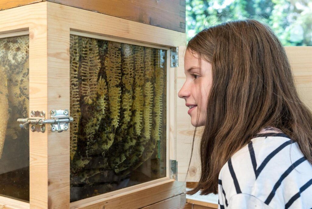 Immer wieder freitags. Der Imker – die Imkerin informiert im Bienenhaus