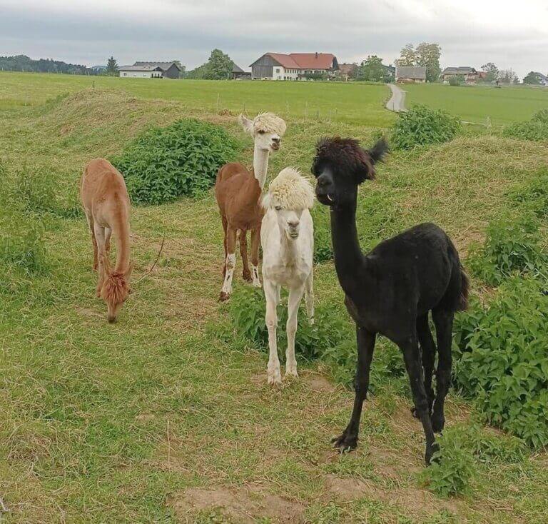 Biohof & Ponystall Huttern