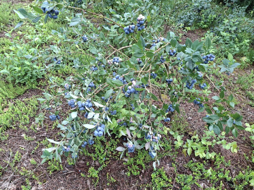 Heidelbeeren