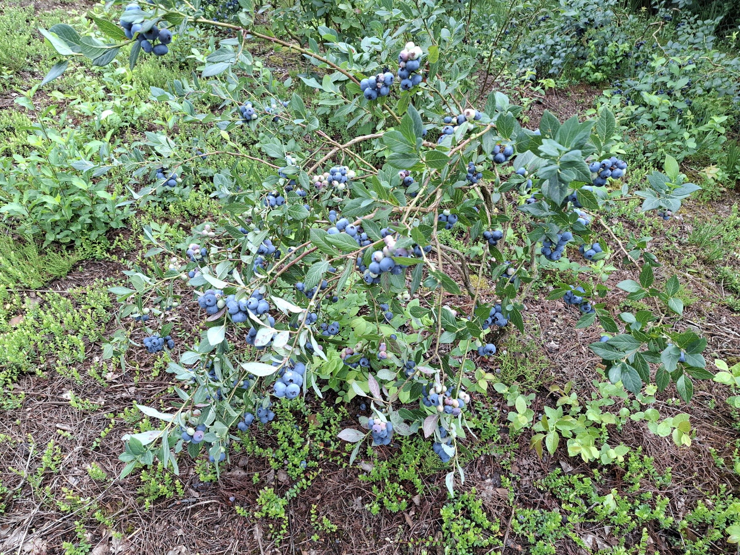 Heidelbeeren