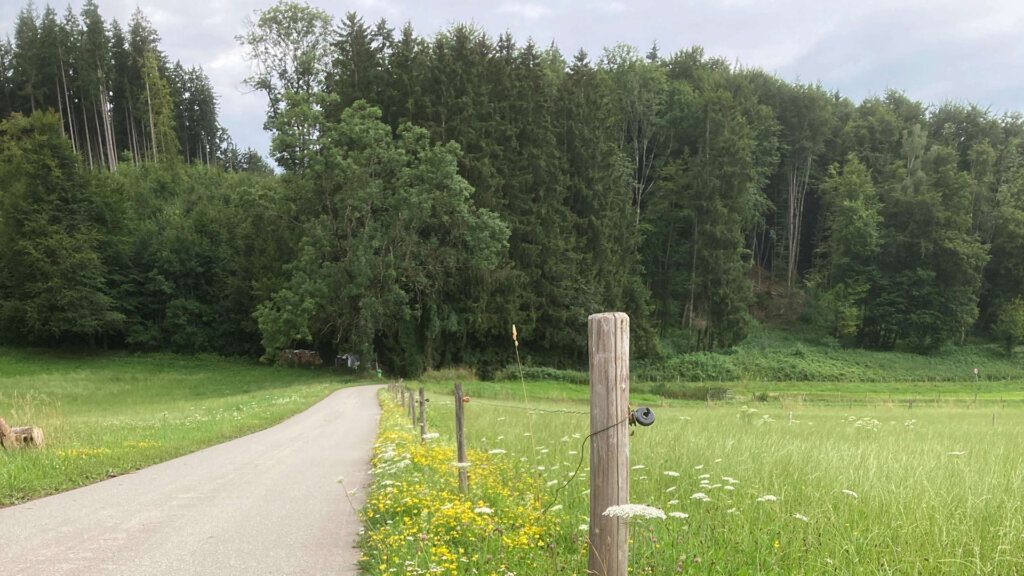 Führung „Wegesrand als Lebnsraum“