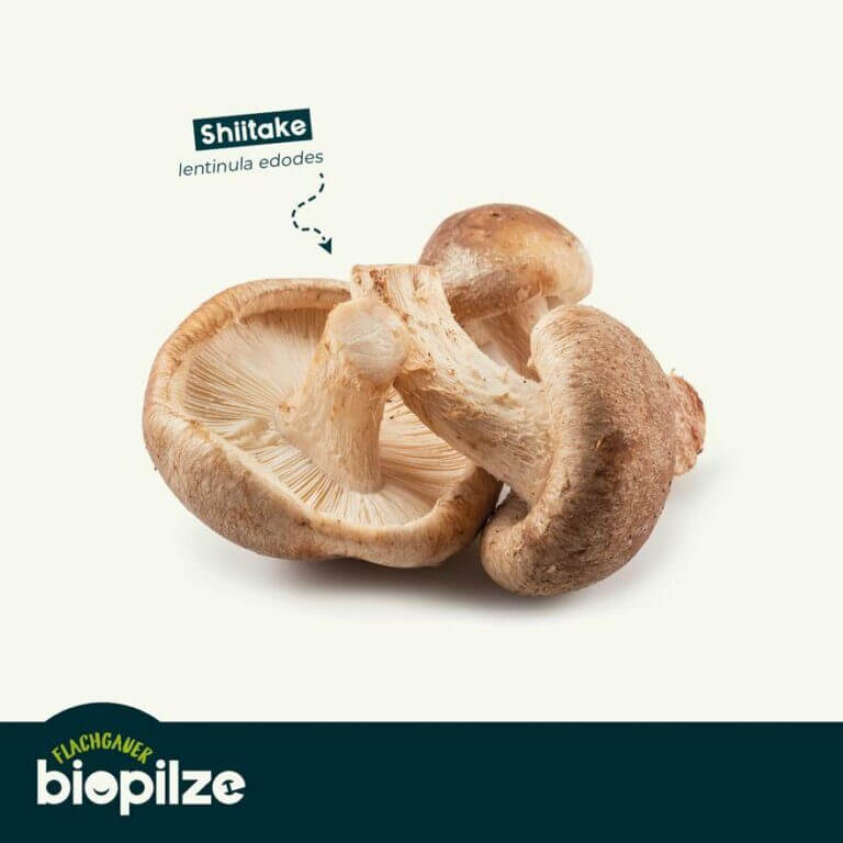 Flachgauer BIO-Pilze