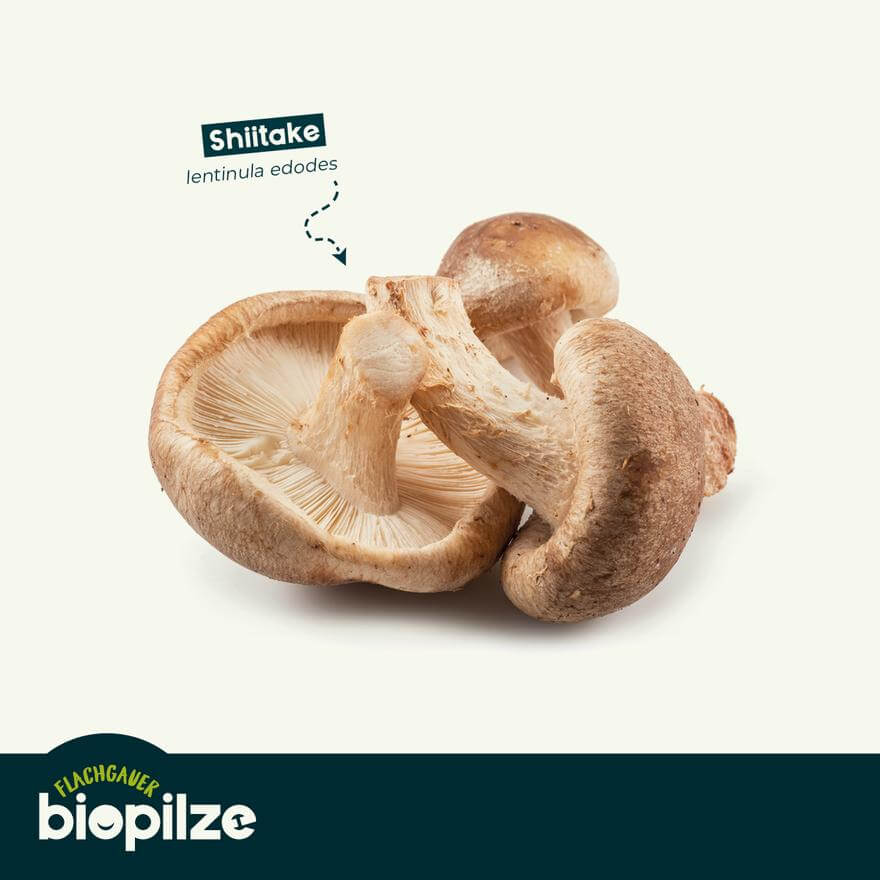 Flachgauer BIO-Pilze