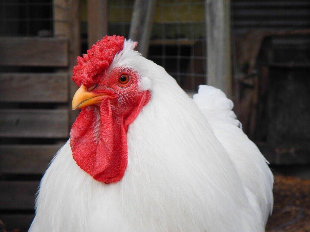 weißes Huhn