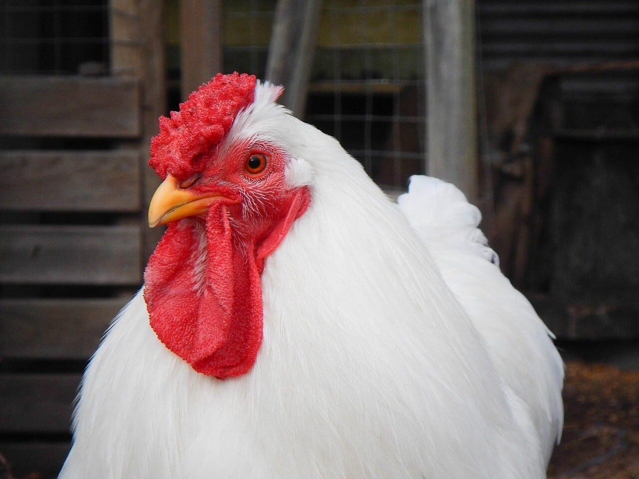 weißes Huhn