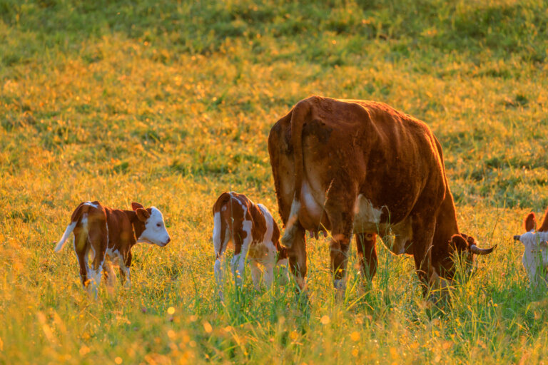 kuehe-am-seeatrichard-scheuerecker