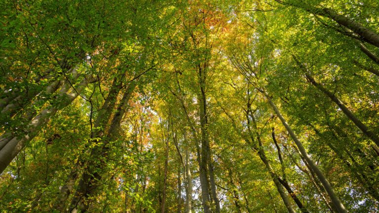 Workshop „Zwei Tage im Wald“ mit Gabi Fietz-Bohleber