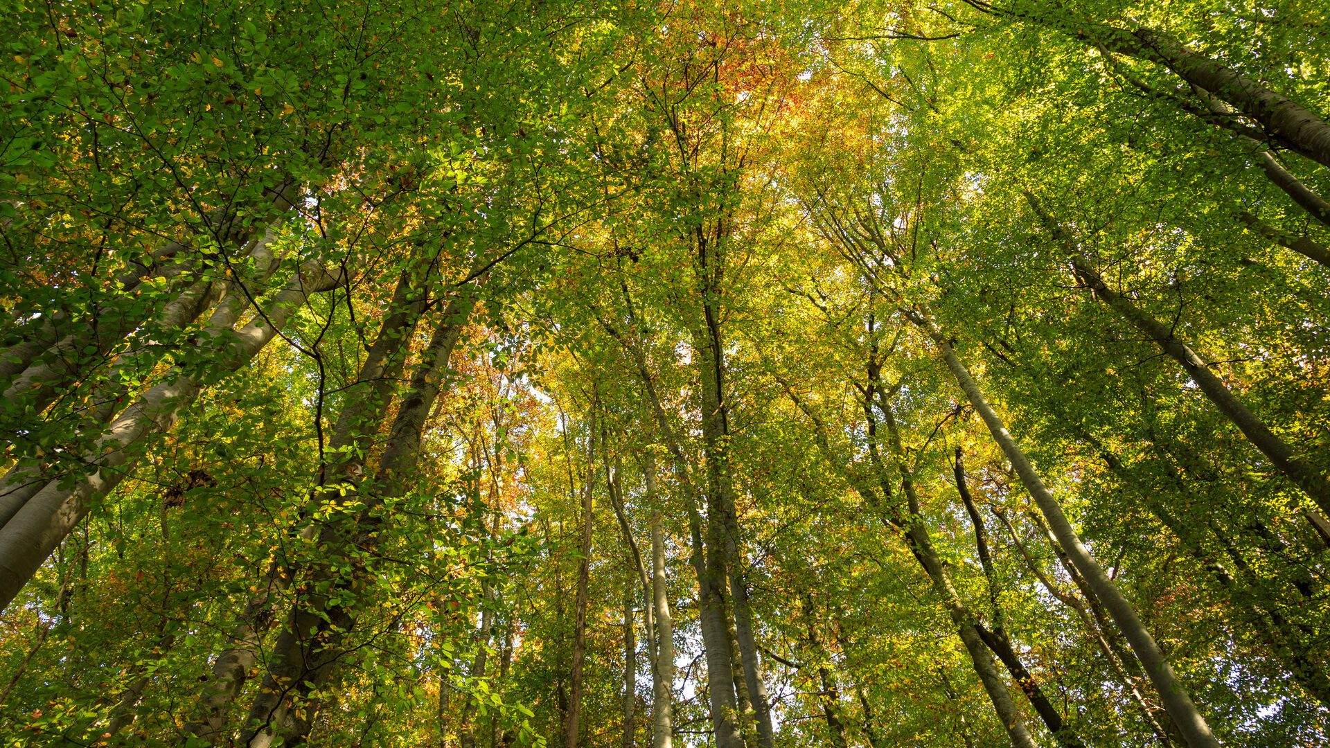 Workshop „Zwei Tage im Wald“ mit Gabi Fietz-Bohleber